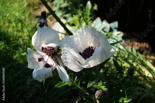 Blumen