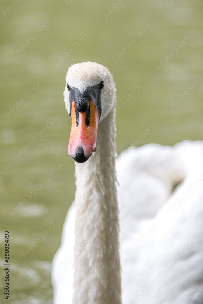 Obraz premium Mute Swan (in german Höckerschwan) Cygnus olor