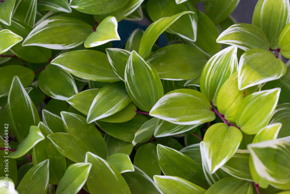 leafs white and green got from one of small plant leafs white and green got from one of small plant