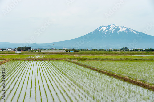 【青森県岩木山】津軽平野の水田と岩木山 photo