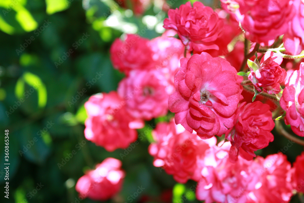 Rose bush with pink flowers in the garden.