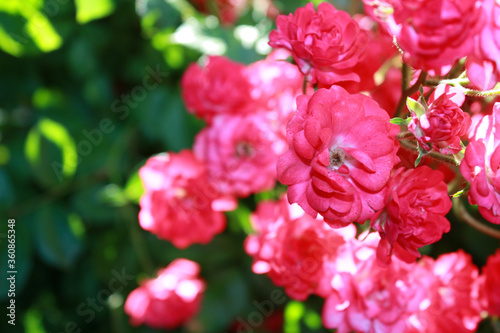 Obraz na płótnie Rose bush with pink flowers in the garden. w salonie