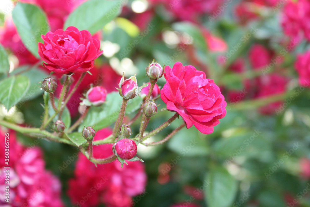 Rose bush with pink flowers in the garden.