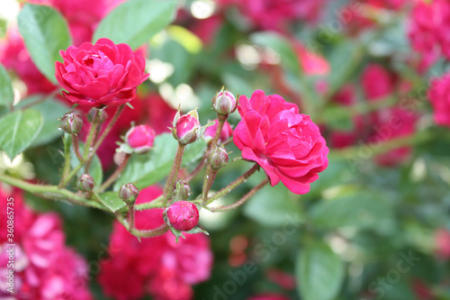 Obraz na płótnie Rose bush with pink flowers in the garden. w salonie