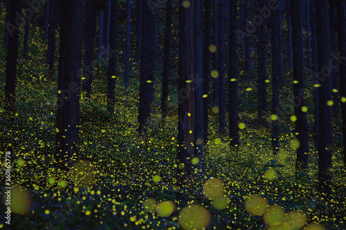 Carpet of light