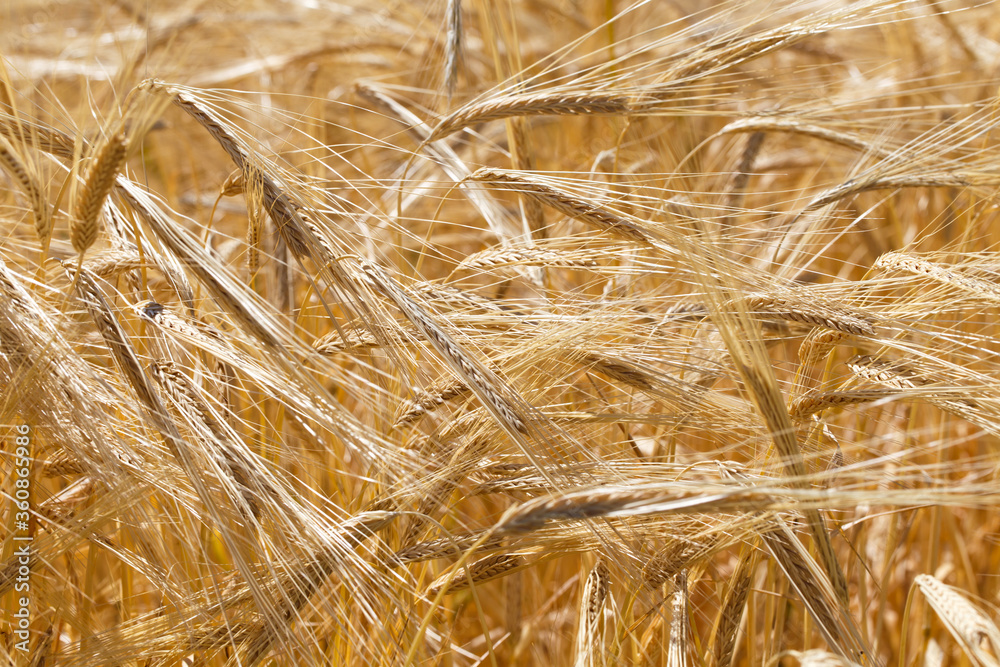 Background of ripe ears of bread. Yellow wheat field. Close-up of nature. Harvest of bread. Summer landscape Background of ripe ears of bread. Yellow wheat field. Close-up of nature. Harvest of bread. Summer landscape