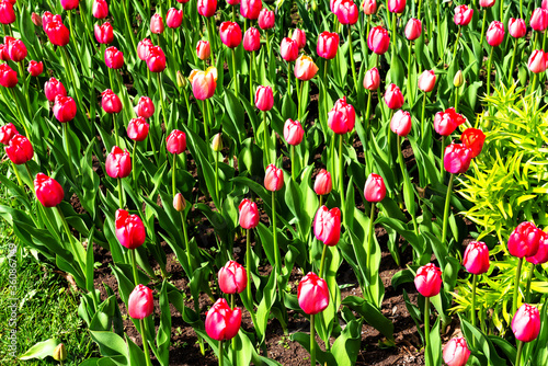 Beautiful tulips flower in a municipal park. photo