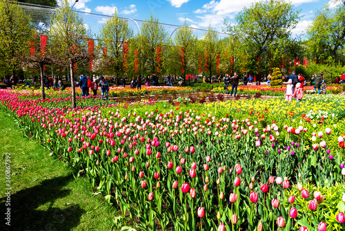 Beautiful tulips flower in a municipal park. photo