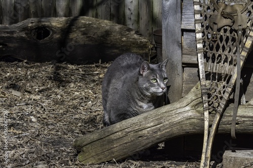 Closeup shot of Sasha the cat roaming our backyard photo