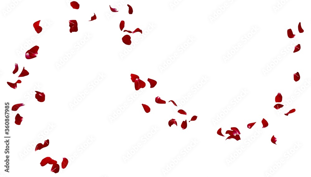 Red rose petals fly in the air on a white background