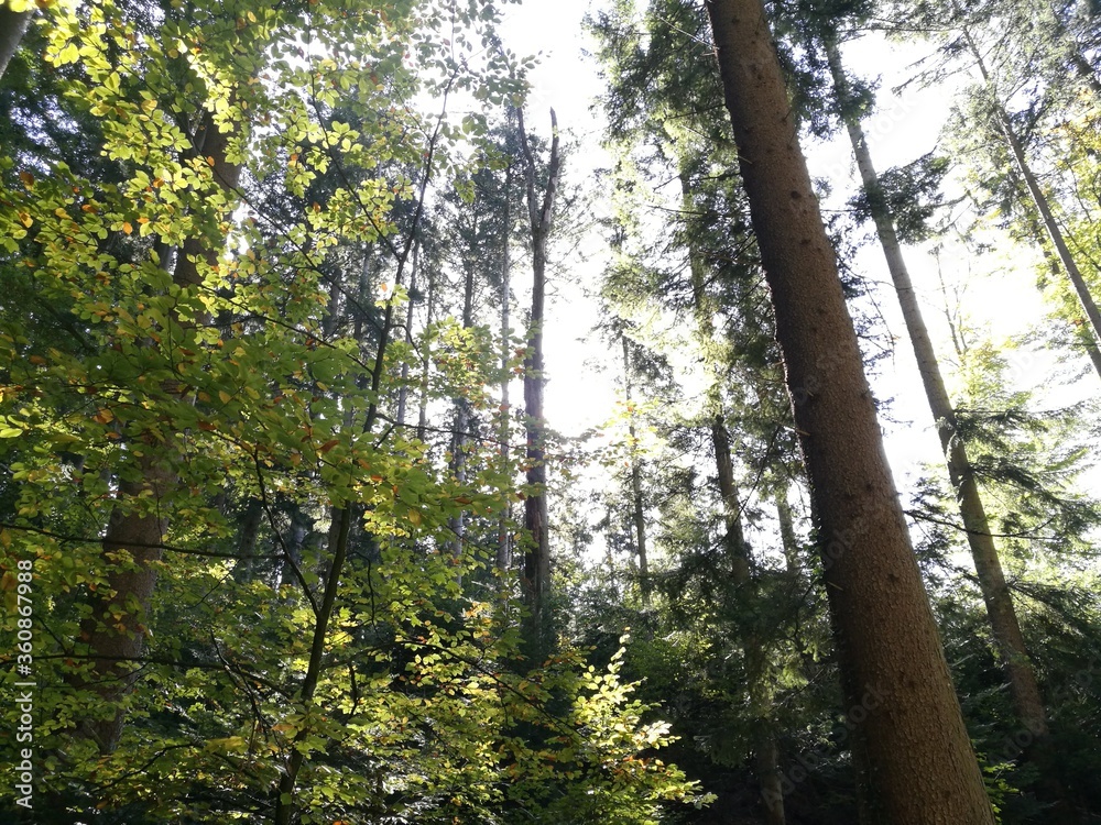 Fototapeta premium Wald