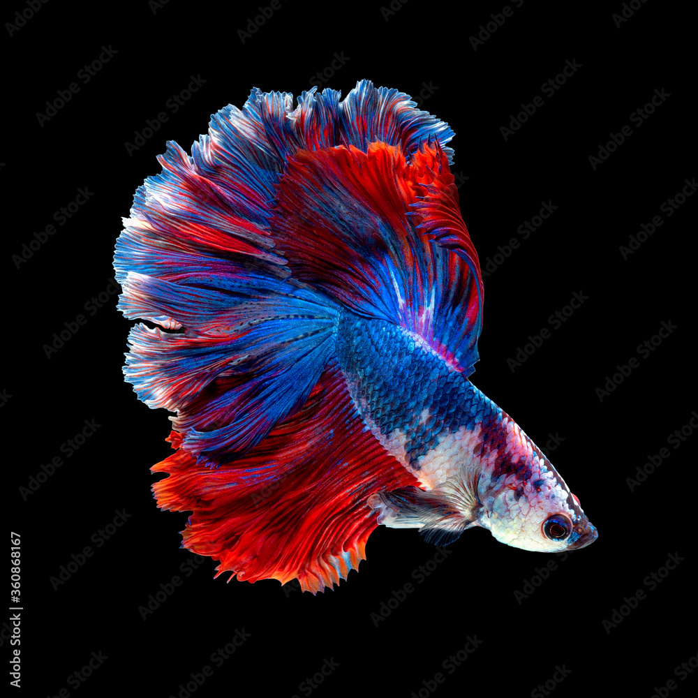 Fototapeta premium Close up art movement of Betta fish or Siamese fighting fish isolated on black background