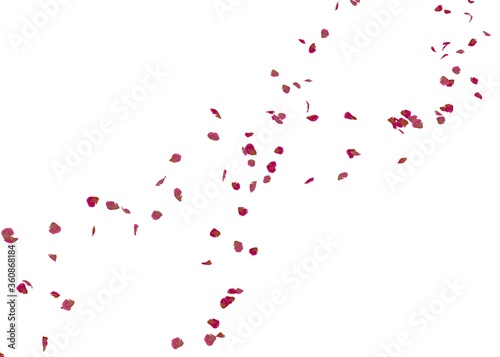 Fototapeta Naklejka Na Ścianę i Meble -  Red rose petals fly in the air