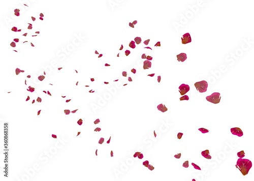 Red ribbed rose petals swirl in the air
