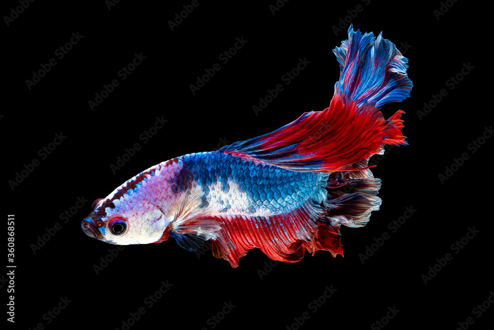 Fototapeta premium Close up art movement of Betta fish or Siamese fighting fish isolated on black background