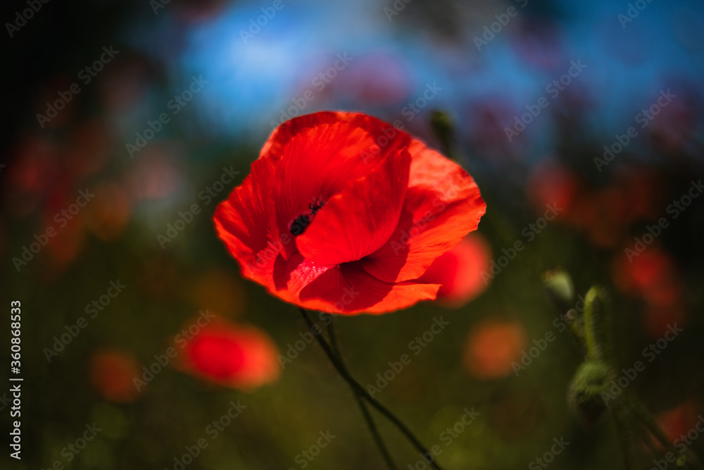 Poppy flower.
Colorful,vivid close up of red, wild poppy flowers outdoors. Poppy flower.
Colorful,vivid close up of red, wild poppy flowers outdoors.