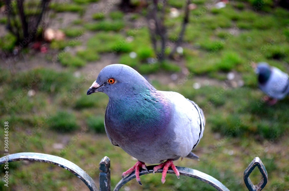 Un pigeon parisien qui prends la pause devant le parvis de Notre Dame Un pigeon parisien qui prends la pause devant le parvis de Notre Dame