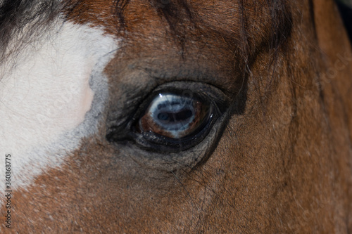 Close up of ponies blue eye in natural light