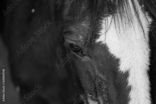 Fotografie, Obraz Black and white close up of ponies brown eye in natural light