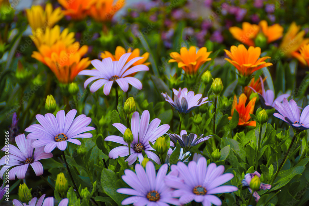 Blumen, Blume, Bund, Hintergrund Blumen, Blume, Bund, Hintergrund