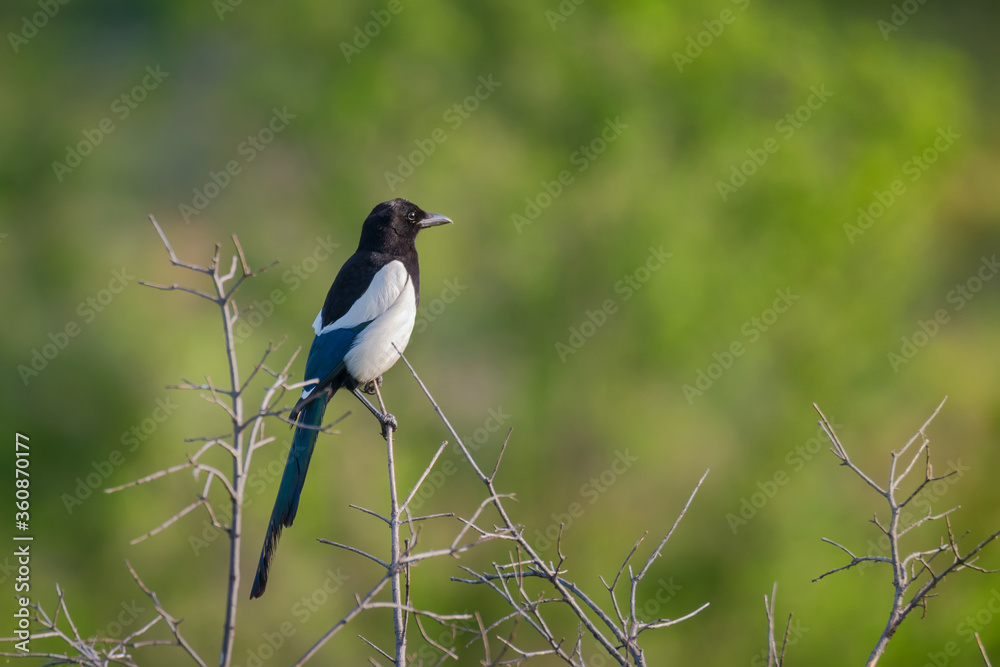 Beautiful magpie sitting on the top of dry tree
