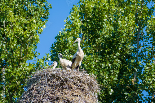 White storks (Ciconia ciconia) in their nest on a sunny day