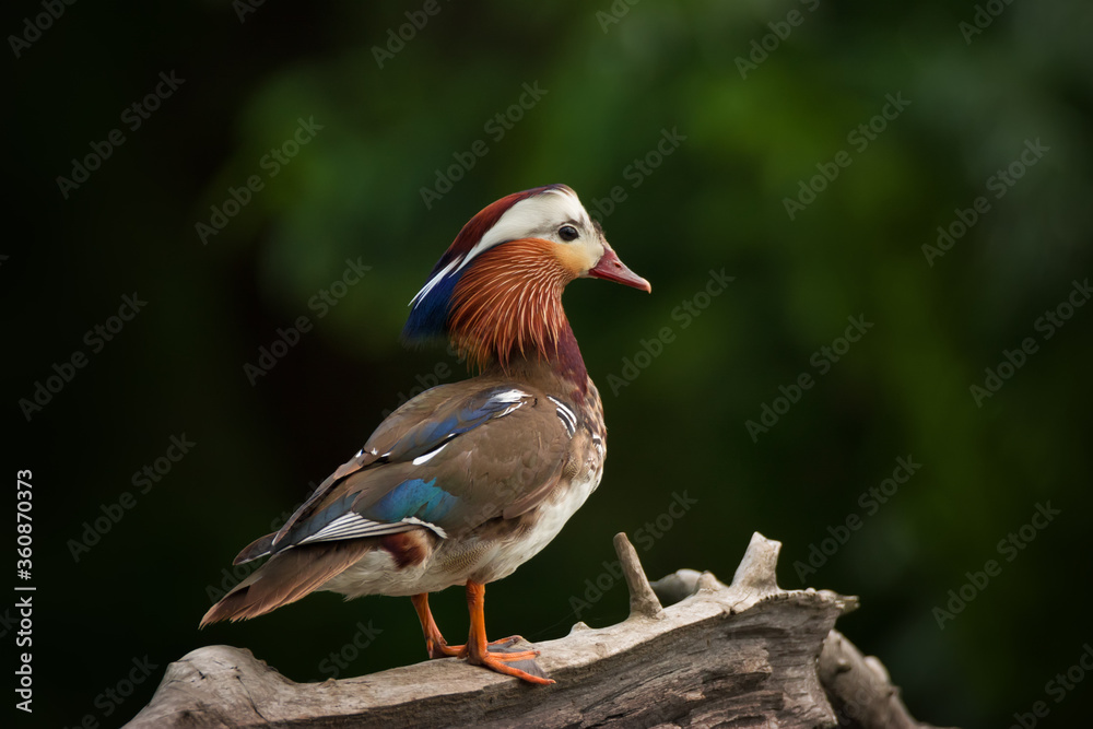 Φωτογραφία Portrait of bright Mandarin bird - the most beautiful duck in the world