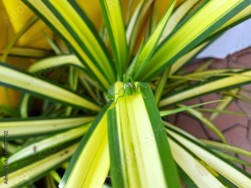 Grasshoppers are insects that rank in the Orthoptera rank. They are all green on the Chlorophytum comosum.