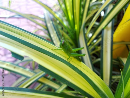 Grasshoppers are insects that rank in the Orthoptera rank. They are all green on the Chlorophytum comosum. © wirote