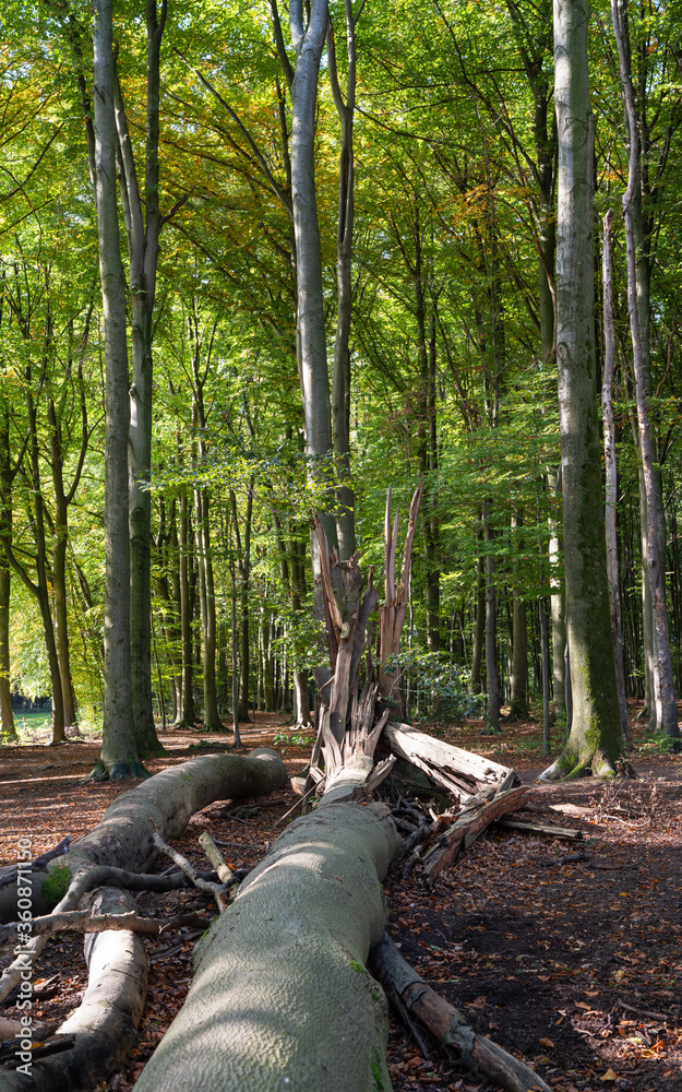Obraz premium Beechwood forest with fresh green and fallen trees