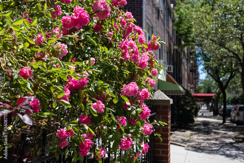 Fototapeta Naklejka Na Ścianę i Meble -  Beautiful Pink Rose Bush during Spring in a Home Garden along the Sidewalk in Sunnyside Queens New York