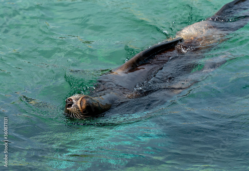 Sea Lions Fur harbor seal swimming in ocean © Chan2545