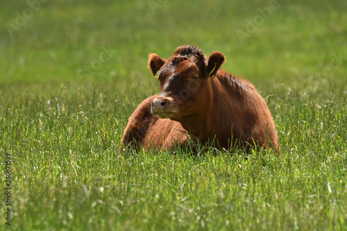 The breeding cow on the grass. © Maciej