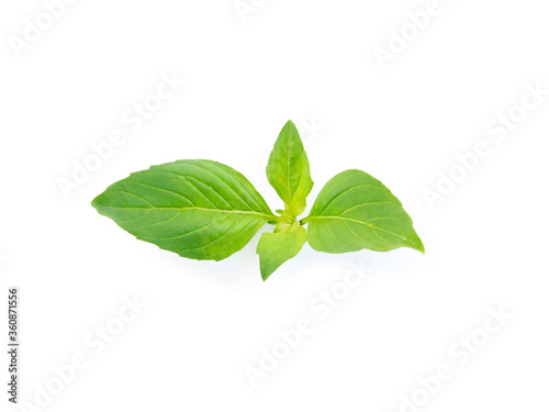 basil leaves ingredient food on white background.