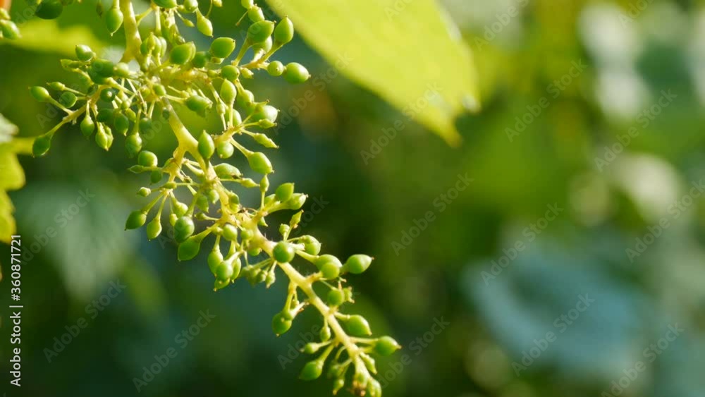A branch of young unripe green grapes in the vineyard on a summer evening in the setting sun. A branch of young unripe green grapes in the vineyard on a summer evening in the setting sun.