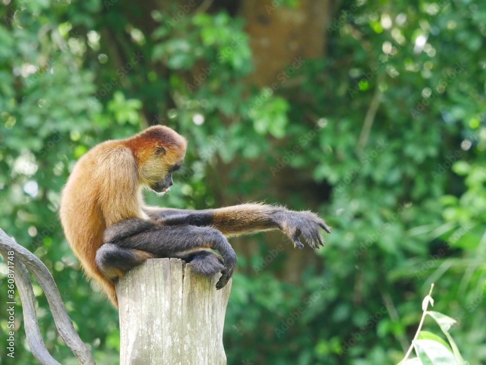 Fototapeta premium Affiges Yoga