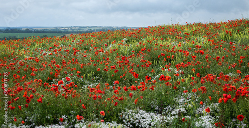 Poppy field full of red poppies in full bloom with small white cowslip flowers in the foreground against a natural countryside backdrop and cloudy sky photo