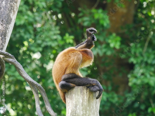 Affe Gymnastik
