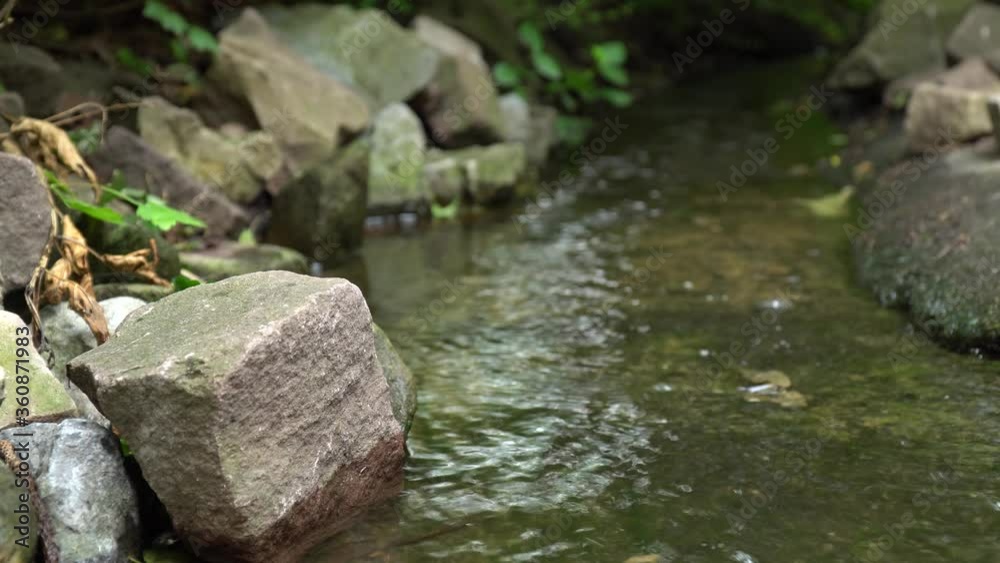 Backgrounds of close up small brook creek in river park with green nature plant tree rock and fish Backgrounds of close up small brook creek in river park with green nature plant tree rock and fish