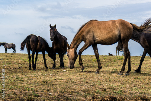 Horses at Cape Emine, near the village of Emona, Eastern Bulgaria