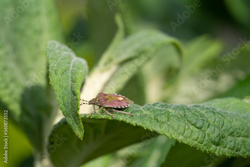 Sloe Bug, Dolycoris baccarum © alfotokunst