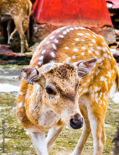 Selective focus, close-up image of a deer.