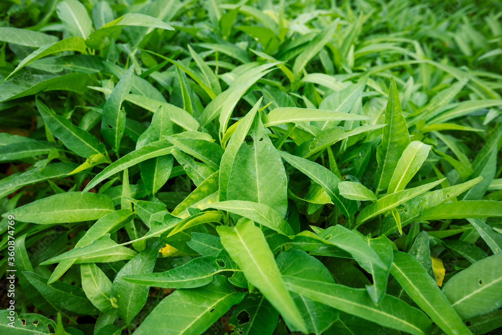 Green water spinach plants in growth at vegetable garden, vegetable in southeast asia and China Green water spinach plants in growth at vegetable garden, vegetable in southeast asia and China