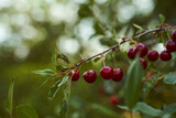 Red cherry fruits hang on branches. Close-up. With copy space.