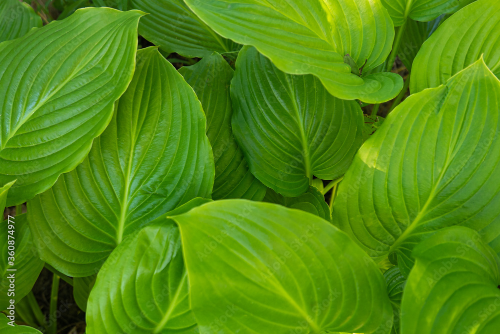 Green leaves as a background for artists Green leaves as a background for artists