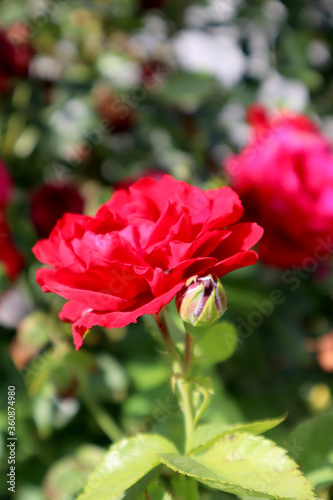 Red rose flowers in the garden