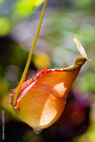 Nepenthes rafflesiana in Thailand. photo