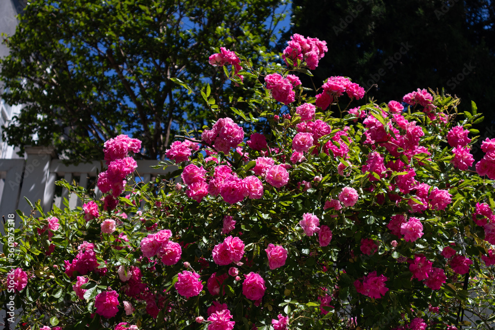 Beautiful Pink Rose Bush during Spring in a Home Garden in Sunnyside Queens New York Beautiful Pink Rose Bush during Spring in a Home Garden in Sunnyside Queens New York