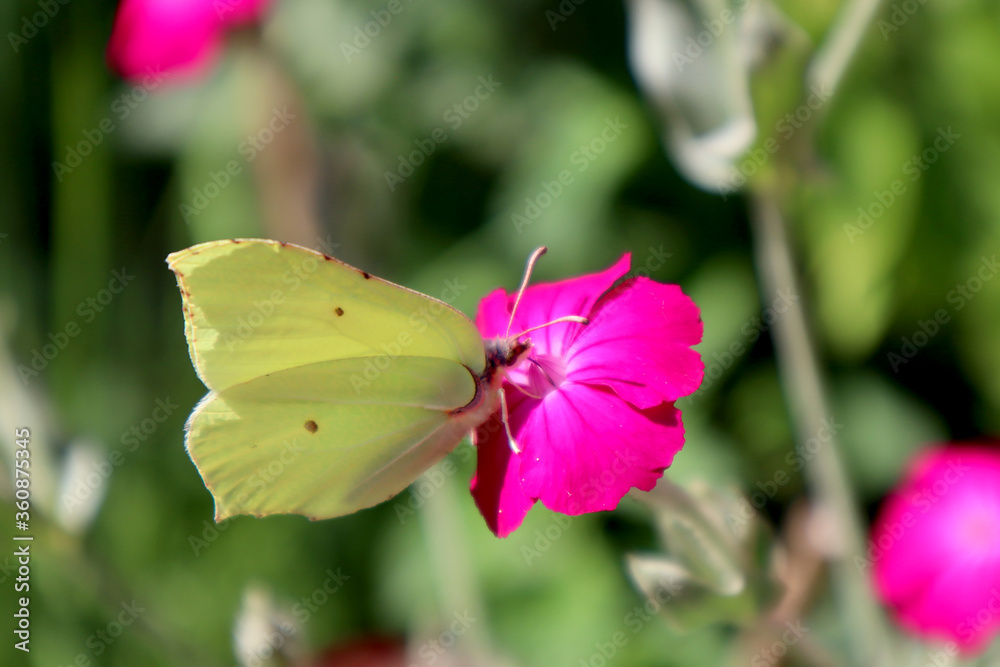 Gonepteryx rhamni butterfly sits on a carnation flower Gonepteryx rhamni butterfly sits on a carnation flower
