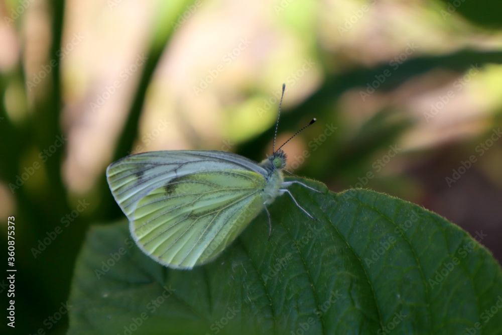 Butterfly cabbage in the nature Butterfly cabbage in the nature